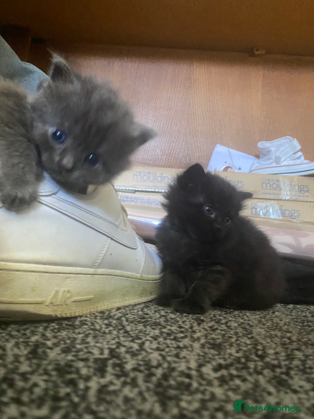 Mixed Breed cats for sale: Mainecoon and british shorthair mix  - Image 24