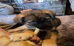 Shepsky dogs for sale: Husky cross German shepherd  - Image 11
