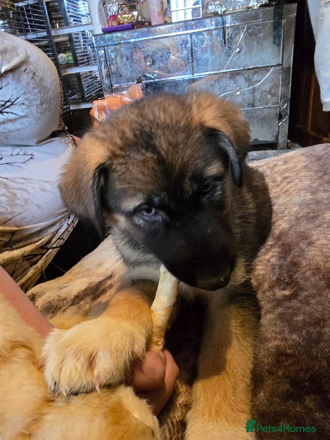 Shepsky dogs for sale: Husky cross German shepherd  - Image 11
