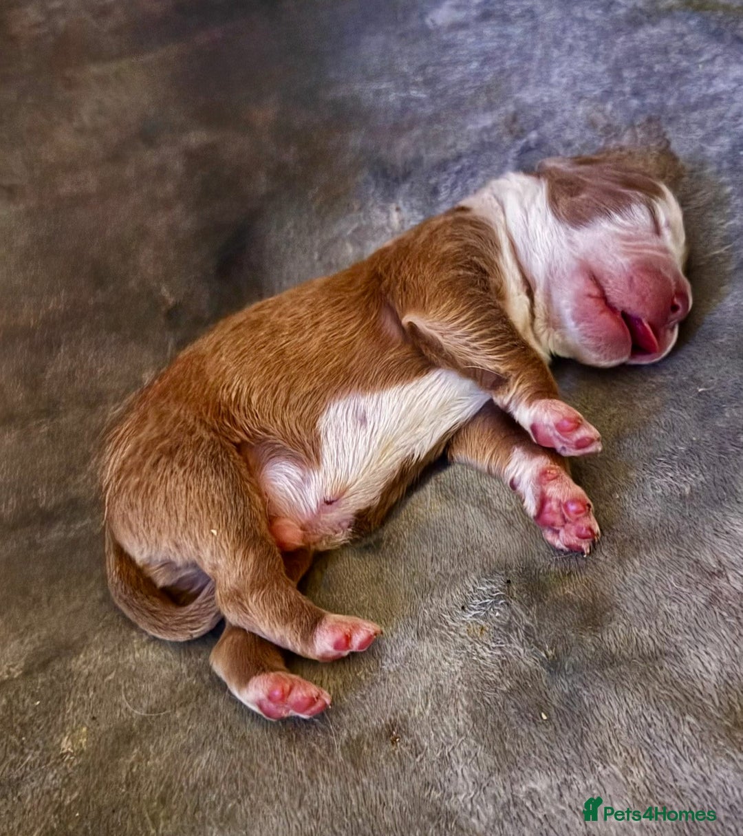 Olde English Bulldogge dogs for sale: Mammut : Fluffy Olde English Bulldog puppies. - Advert 12