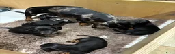 Miniature Dachshund dogs for sale: KC Registered Miniature Dachshund Puppies - Advert 10