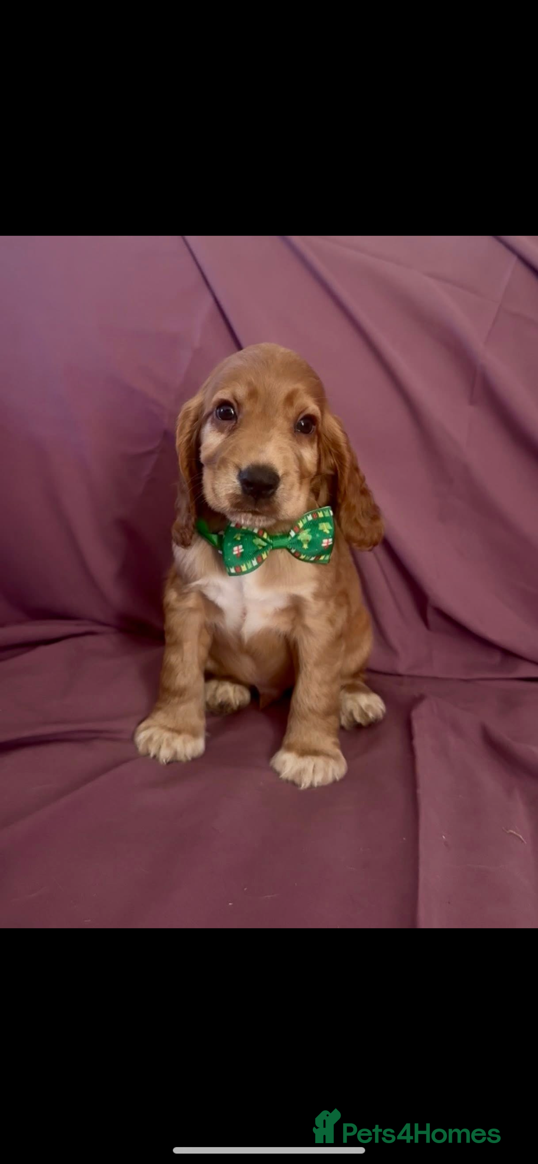 Cocker Spaniel dogs for sale: Fox red show cocker spaniels  - Image 4
