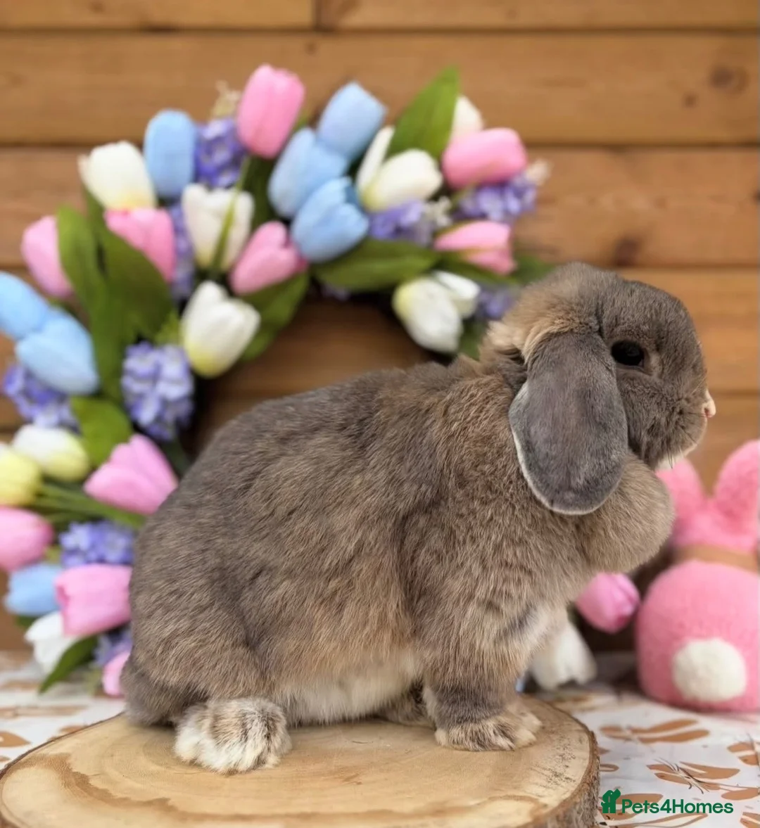 Mini Lop rabbits for sale: Adult Doe - Advert 1