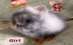 Lionhead rabbits for sale: Stunning DM lionhead rabbits 🐰 - Image 3
