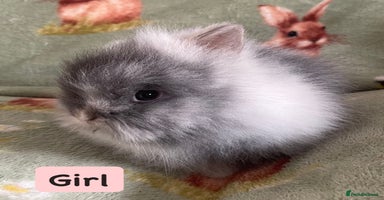 Lionhead rabbits - Advert 6