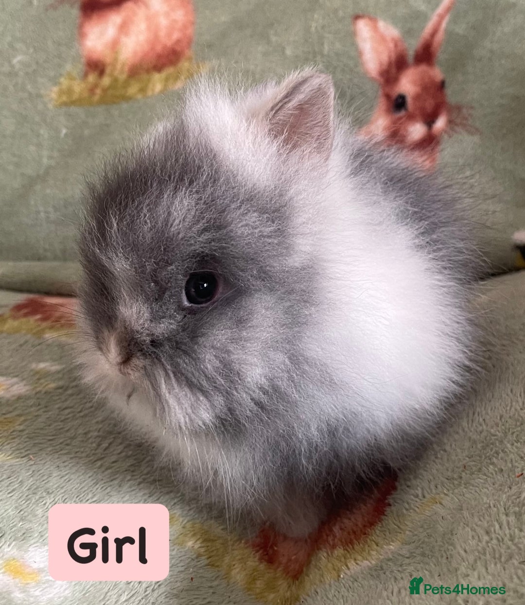 Lionhead rabbits for sale: Stunning DM lionhead rabbits 🐰 - Image 3
