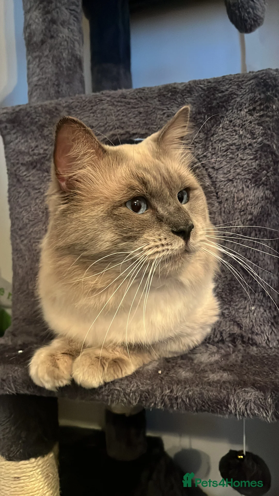 Ragdoll cats for stud: Bluepoint ragdoll stud  - Advert 2