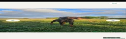 Dobermann dogs for sale: Beautiful family dobermans  - Advert 15