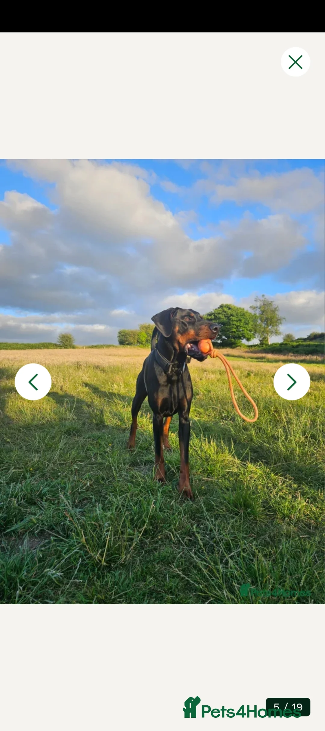 Dobermann dogs for sale: Beautiful family dobermans  - Advert 15