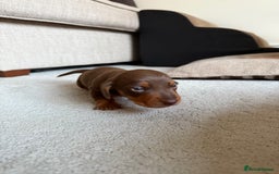 Miniature Dachshund dogs for sale: KC Miniature Dachshund puppies - Image 3