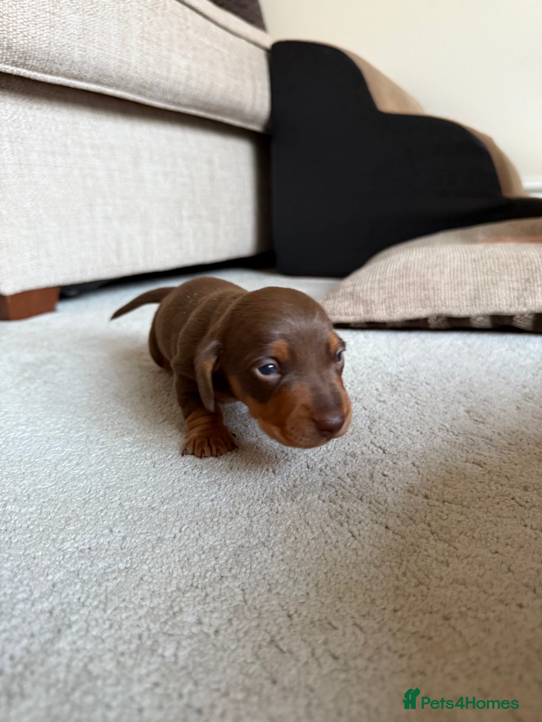 Miniature Dachshund dogs for sale: KC Miniature Dachshund puppies - Image 3