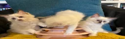 Ragdoll cats for sale: Pure ragdoll 7 weeks old clearance sale London  - Advert 6