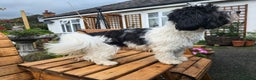 Havanese dogs for stud: KC Registered Havanese Stud - Advert 5