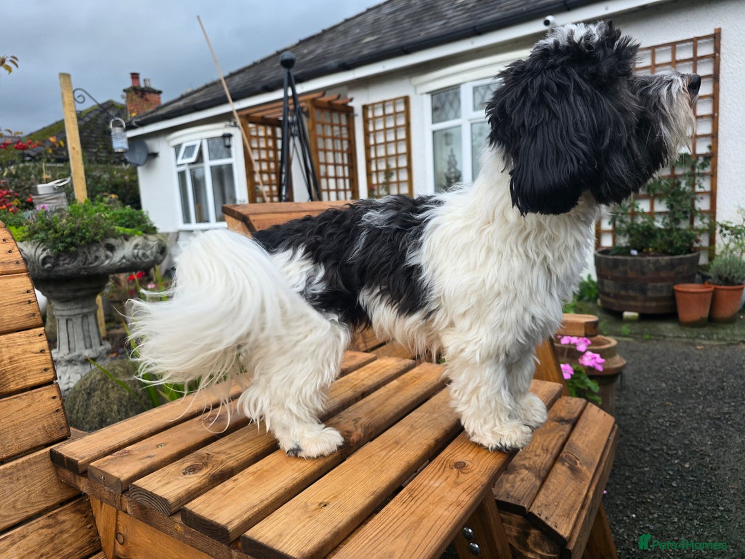 Havanese dogs for stud: KC Registered Havanese Stud - Advert 5