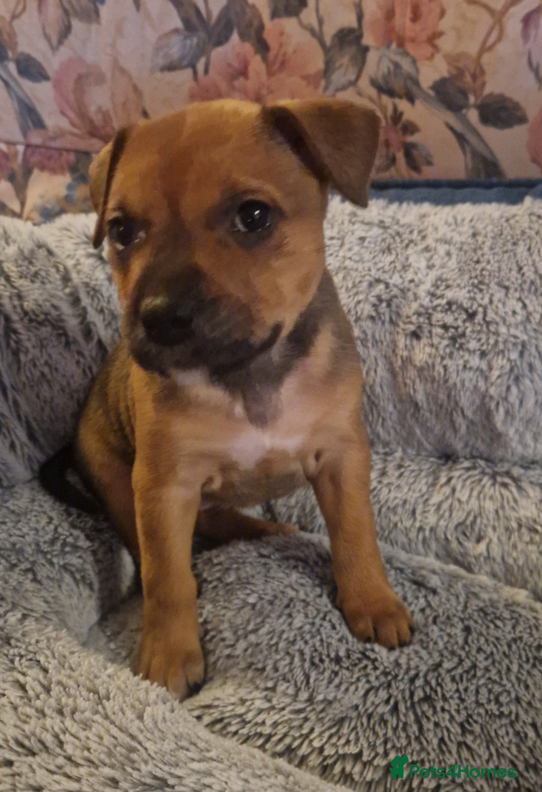 Staffordshire Bull Terrier dogs for sale: Staffordshire bull terrier pups - Image 2