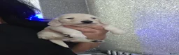 Miniature Dachshund dogs for sale: Clear cream miniature long-haired Dachshunds - Advert 22