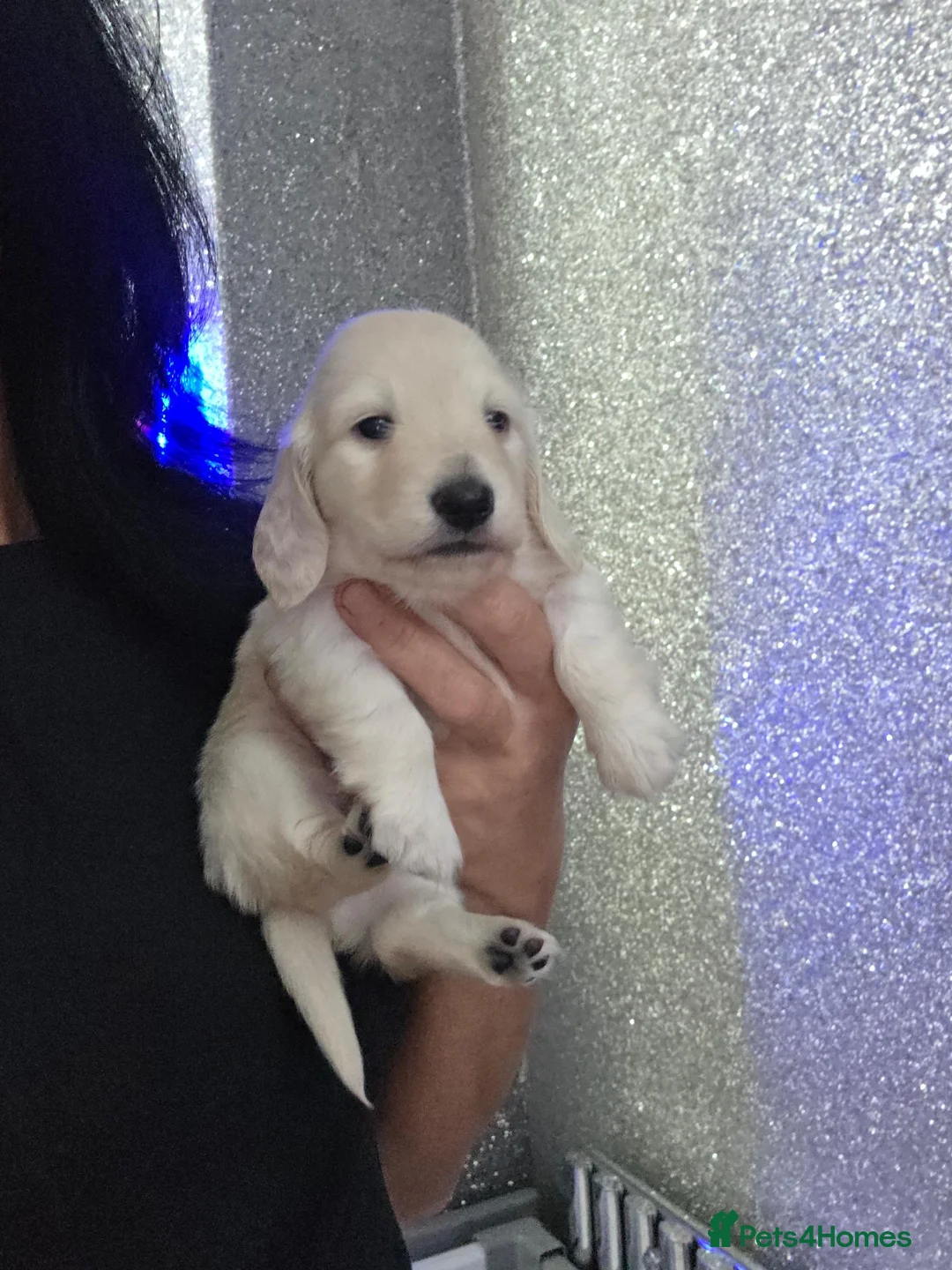 Miniature Dachshund dogs for sale: Clear cream miniature long-haired Dachshunds - Advert 22