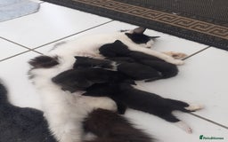 Mixed Breed cats for sale: Ready now! Beautiful kittens - Image 3