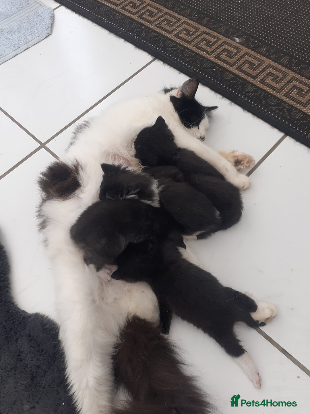 Mixed Breed cats for sale: Ready now! Beautiful kittens - Image 3