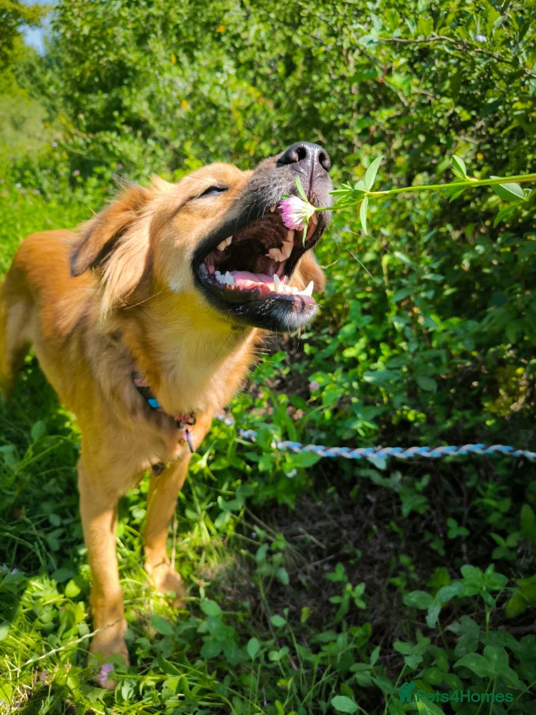 Mixed Breed dogs for adoption: 🐶💖 MIAH 💖🐶 - Image 11
