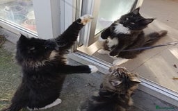 Maine Coon cats for sale: Maine-Coon kittens  - Image 16