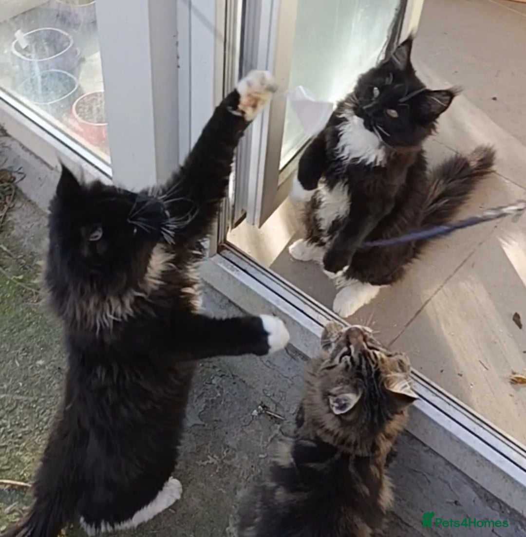 Maine Coon cats for sale: Maine-Coon kittens  - Image 16