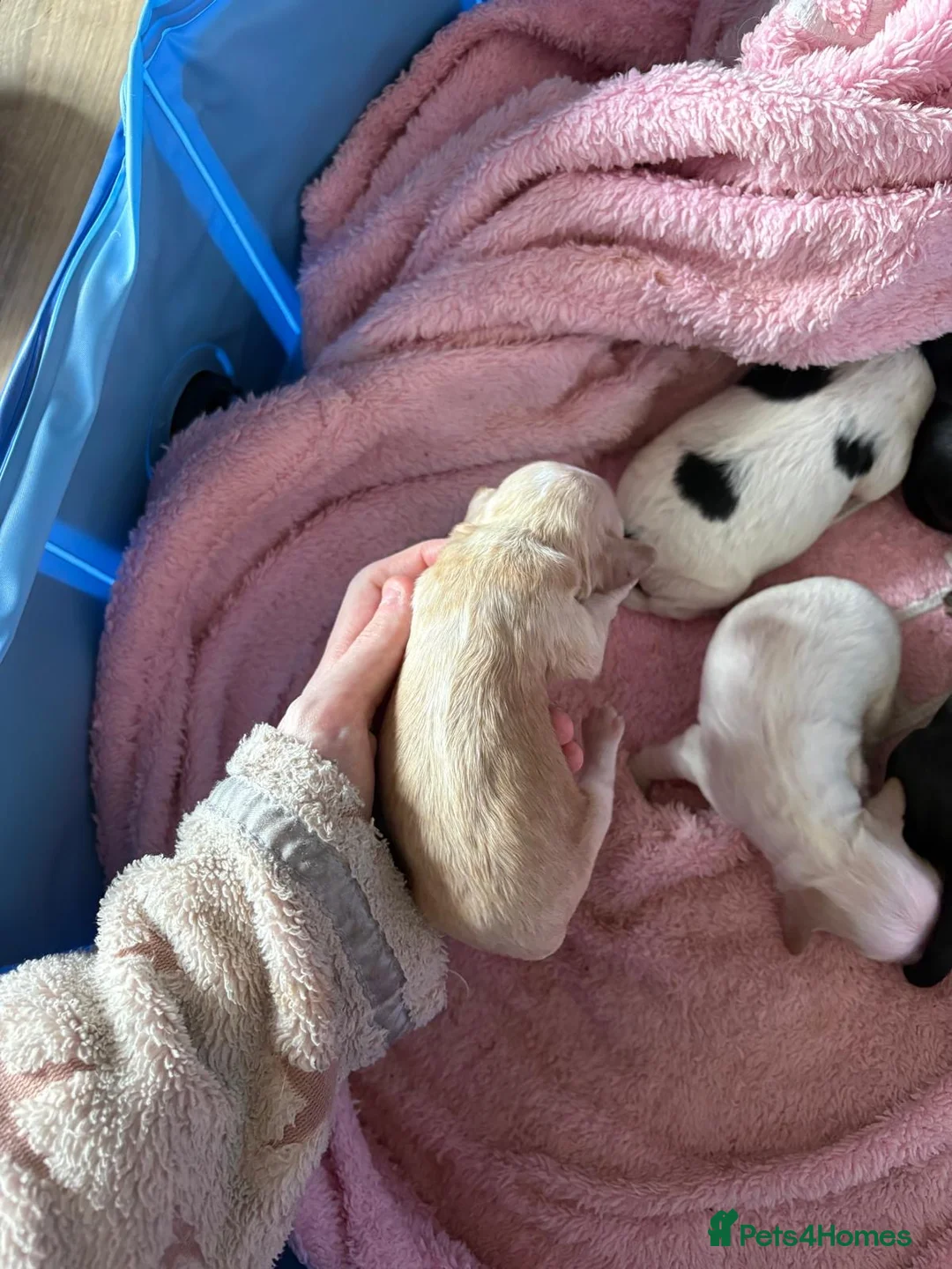 Cockapoo dogs for sale: F2b cockapoo puppies - Advert 2