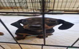 Dachshund dogs for sale: Bruce and Lois looking for their forever homes - Image 6