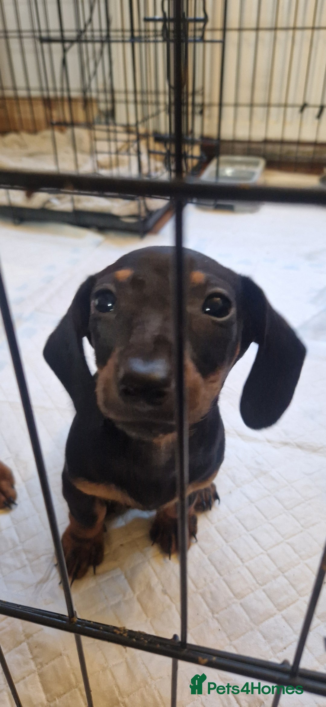 Dachshund dogs for sale: Bruce and Lois looking for their forever homes - Image 6