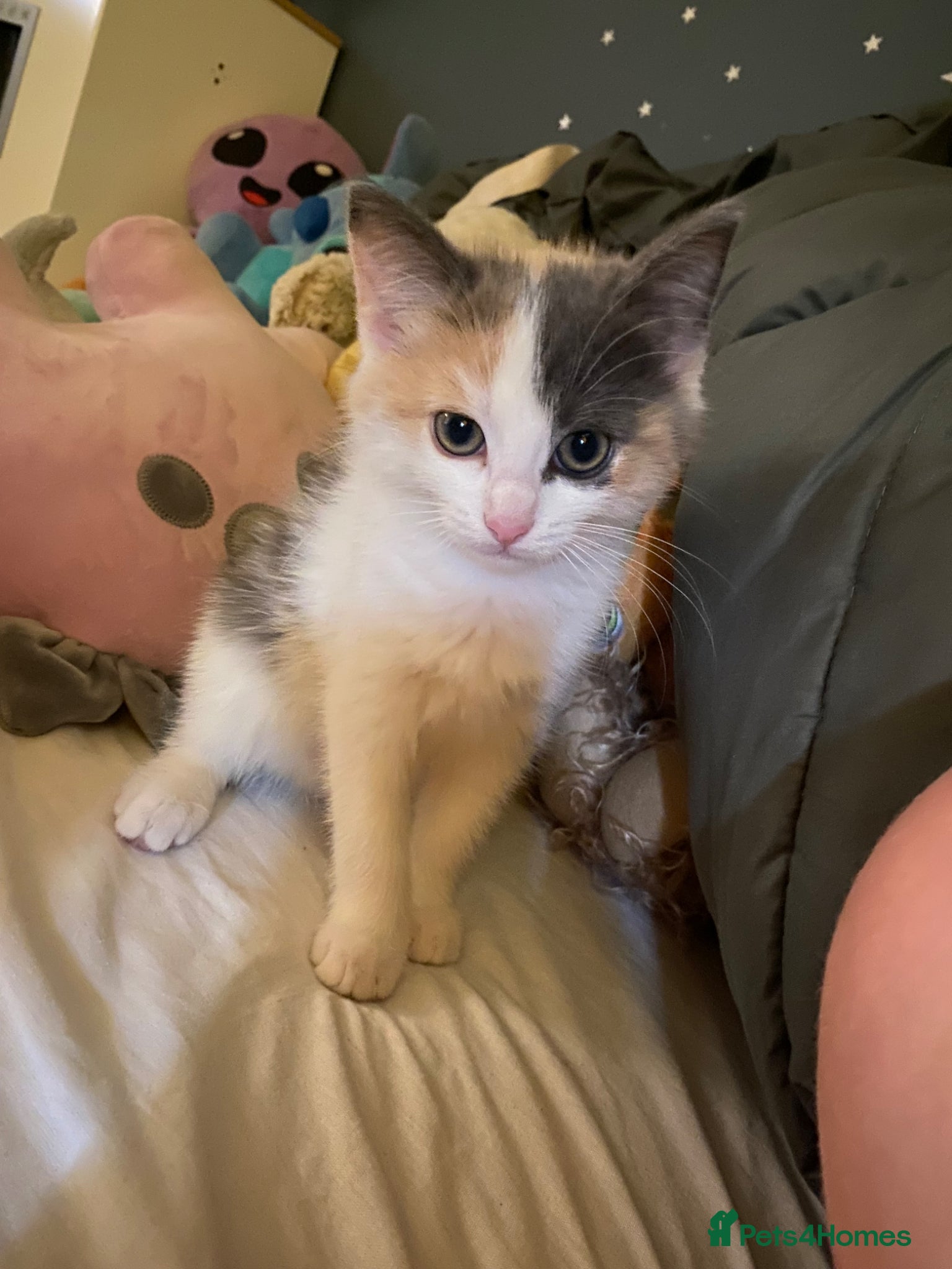 Mixed Breed cats Mixed coloured female kitten 11 weeks old - Advert 6