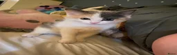 Mixed Breed cats for sale: Mixed coloured female kitten 11 weeks old - Advert 1