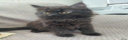 Mixed Breed cats for sale: Persian Mix kittens  - Advert 14