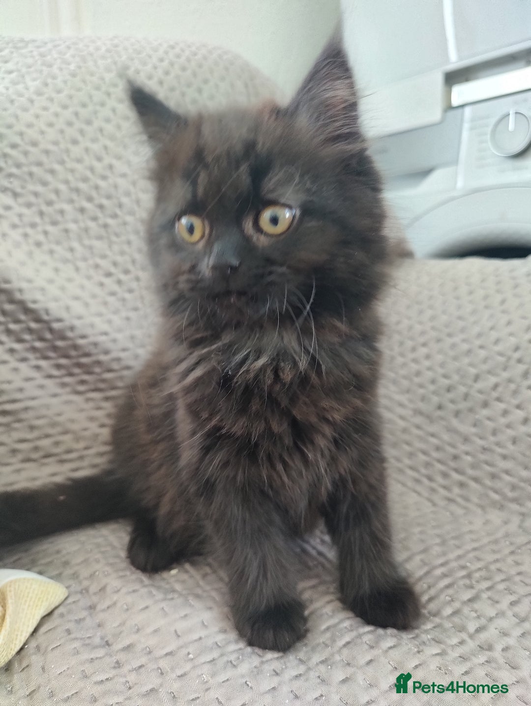 Mixed Breed cats for sale: Persian Mix kittens  - Advert 14