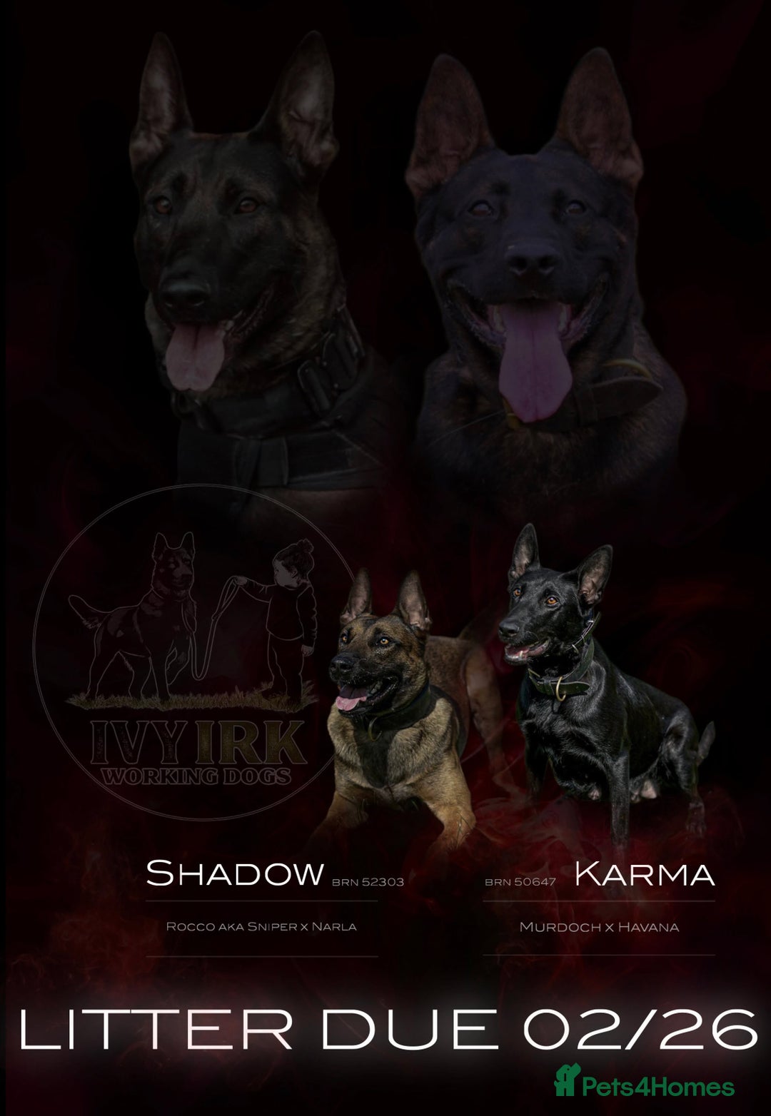 Belgian Shepherd Dog dogs for sale: Belgian Mallinois pups due - Advert 14