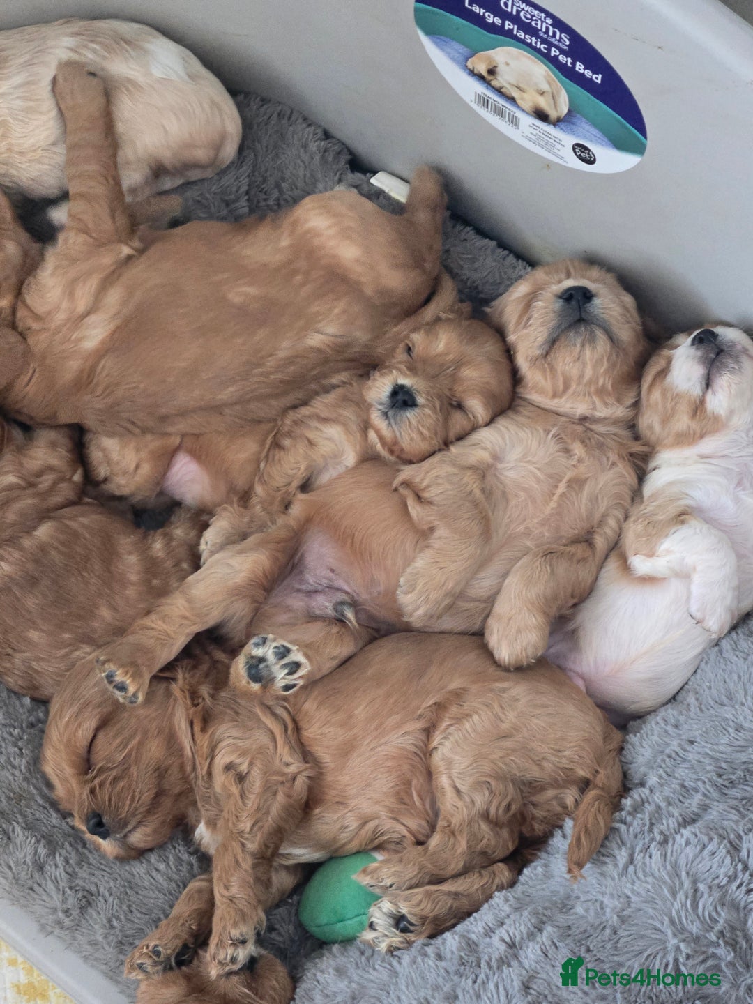 Cavapoo dogs for sale: F1 cavapoo - Image 4
