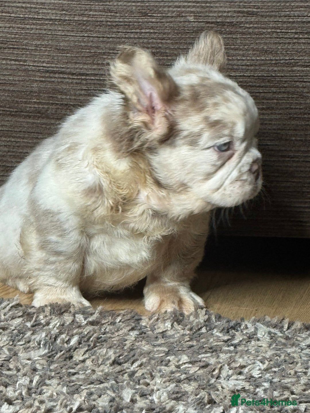 French Bulldog dogs for sale: Unique French bulldog pups - Advert 4