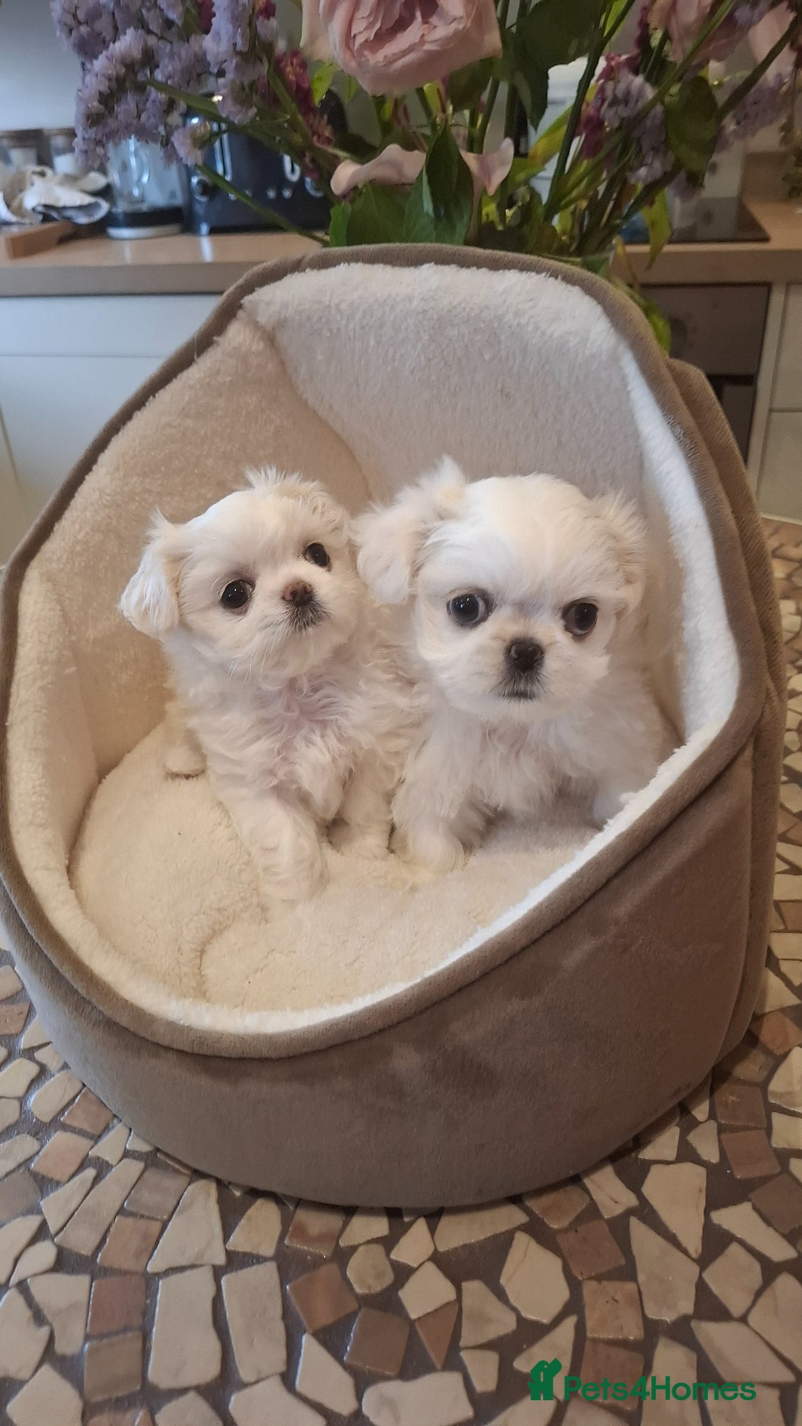 Mixed Breed dogs Beautiful shi-chis stunning only 1 left  - Advert 1