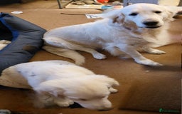 Golden Retriever dogs for sale: Gorgeous KC registered Golden Retriever puppies - Image 7