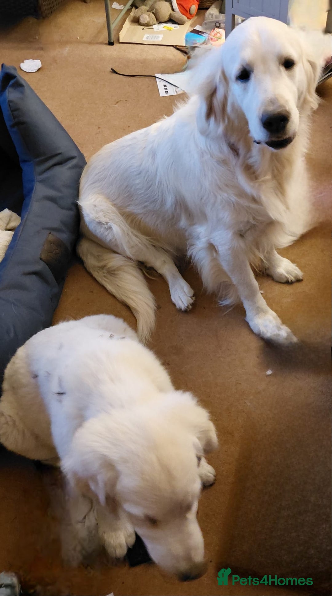Golden Retriever dogs for sale: Gorgeous KC registered Golden Retriever puppies - Image 7