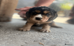 Cockalier dogs for sale: 2 BEAUTIFUL FEMALE COCKALIER PUPPIES - Image 2