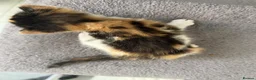 British Shorthair cats for sale: Kittens in Manchester - Advert 8