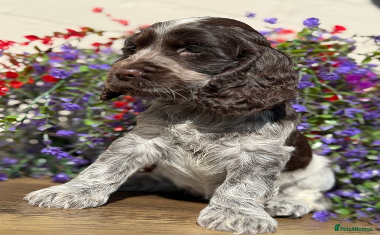 Cocker Spaniel dogs - Advert 16