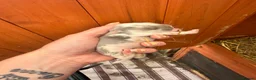 French Lop rabbits for sale: Beautiful Pure French Lop Babies ♥️ - Advert 3