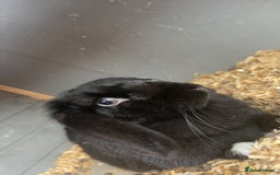 English Lop rabbits for sale: Millie  - Advert 2