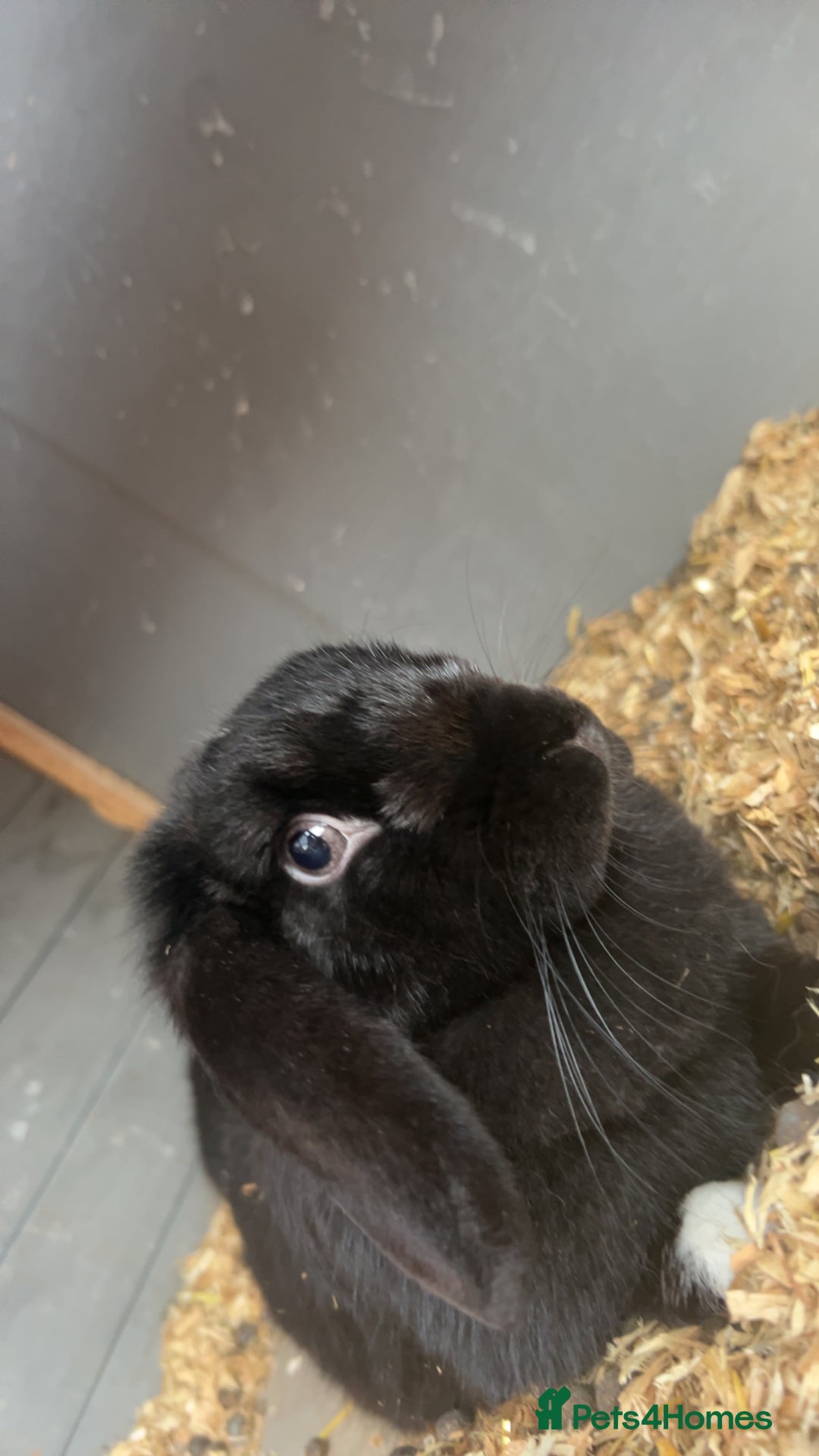 English Lop rabbits for sale: Millie  - Advert 2