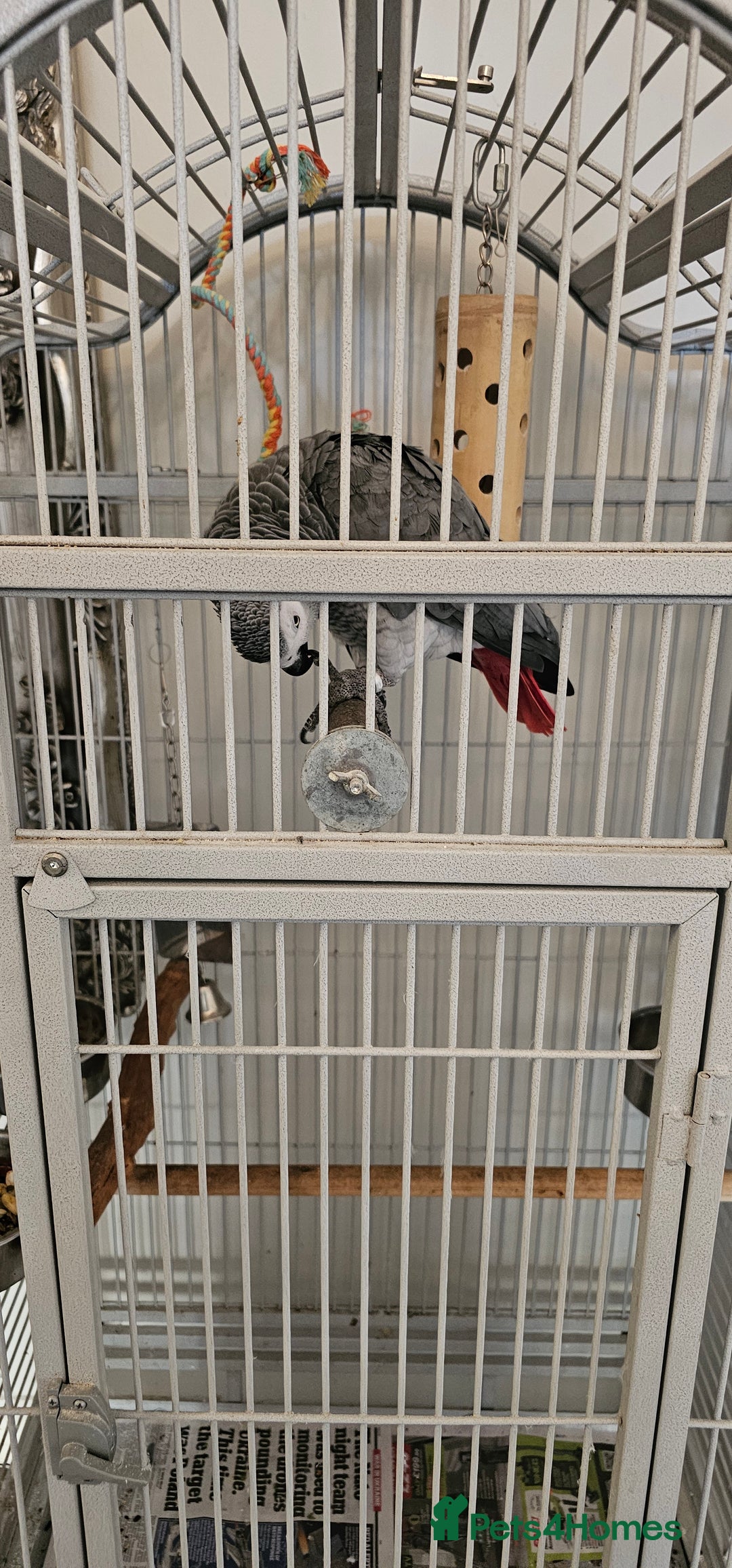 Parrots birds for sale: African grey  - Image 6