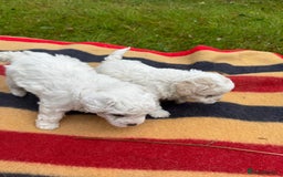 Mixed Breed dogs for sale: Bolonoodle Puppies  - Image 2