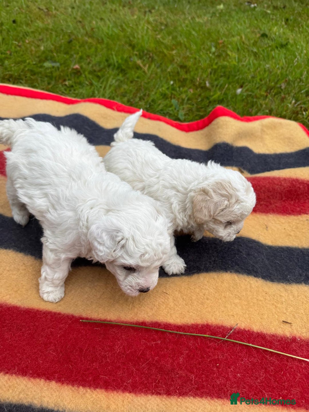 Mixed Breed dogs for sale: Bolonoodle Puppies  - Image 2