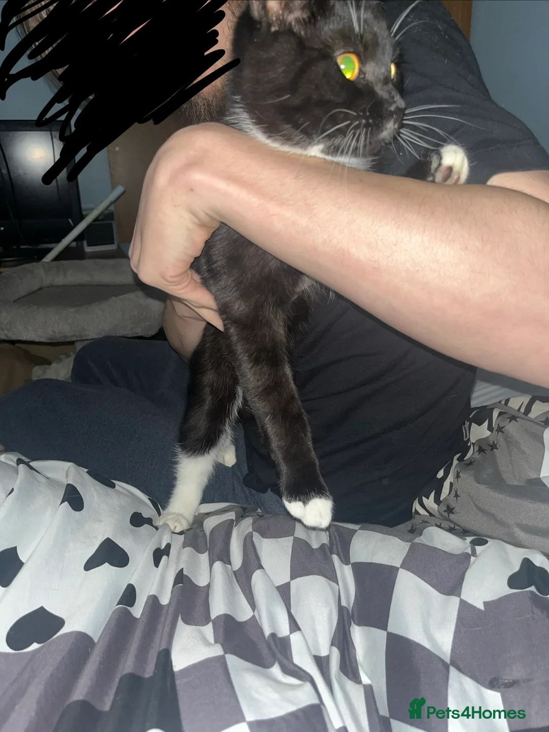 Domestic Shorthair cats for sale: READY NOW  - Advert 4