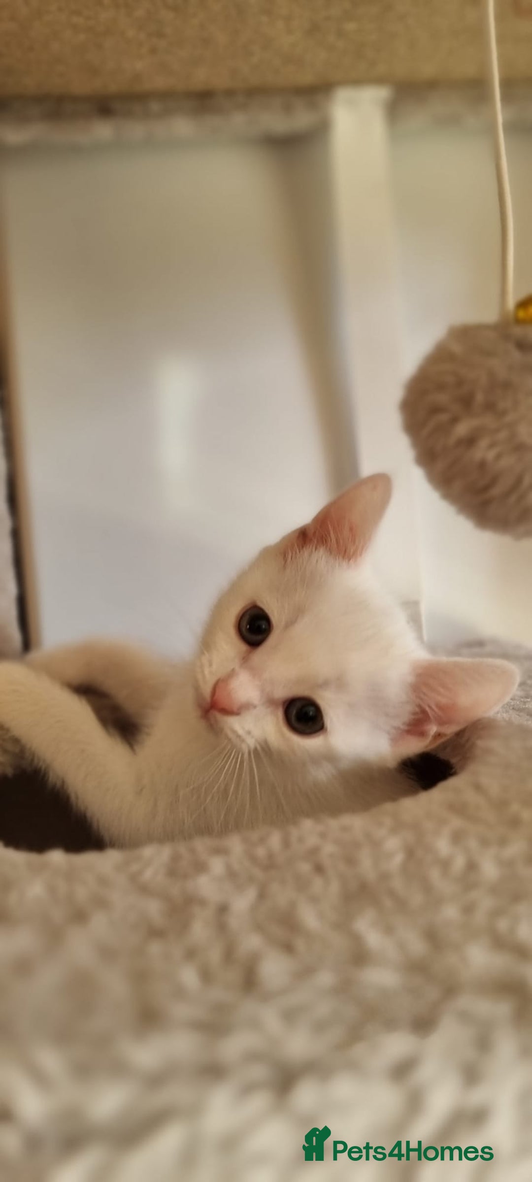 Turkish Angora cats for sale: Luxury Turkish Agora kittens for sale - Advert 14